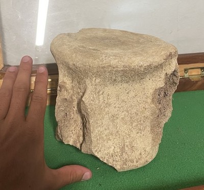 HUGE WHALE LEVIATHAN VERTEBRA FOSSIL FLORIDA LAND FIND