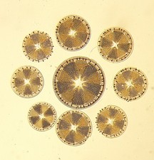  on The Hot Collector