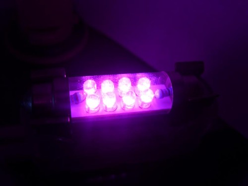Bombilla De Luz Interior LED Festoon 239 36mm Para Land Rover Freelander MK1 - Imagen 10 de 12