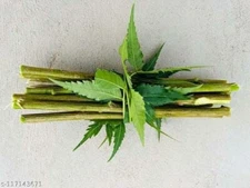 Natural Neem Datun Tooth Brush Miswak chew 5 sticks