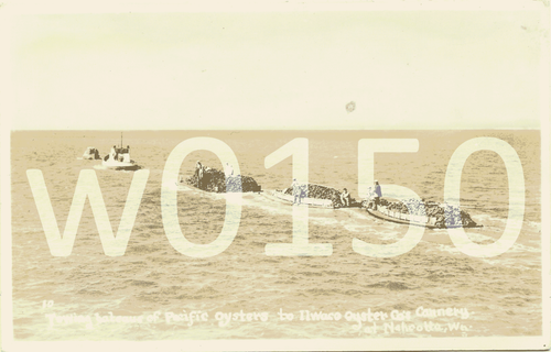 Towling bateaus Ilwaco Oyster Co's Cannery, Nahcotta, WA Vintage Post Card