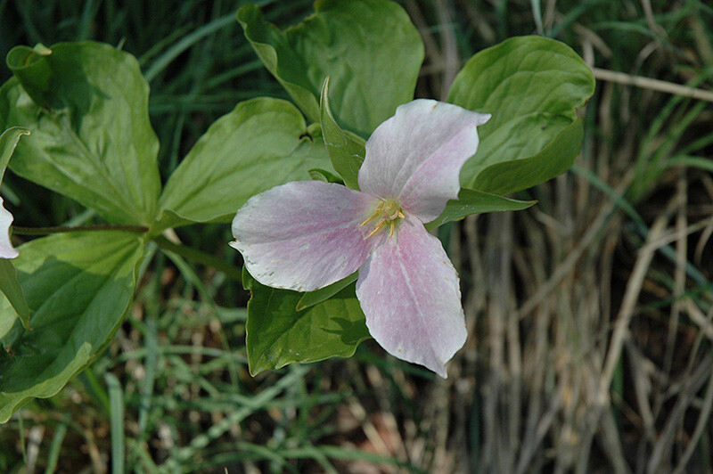 4 Wild Woodland White TRILLIUM Native plant~Woodland gardens