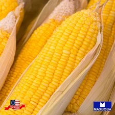 Corn Fresh Seeds (su) - Early Sunglow Hybrid (treated) Non-GMO Vegetable