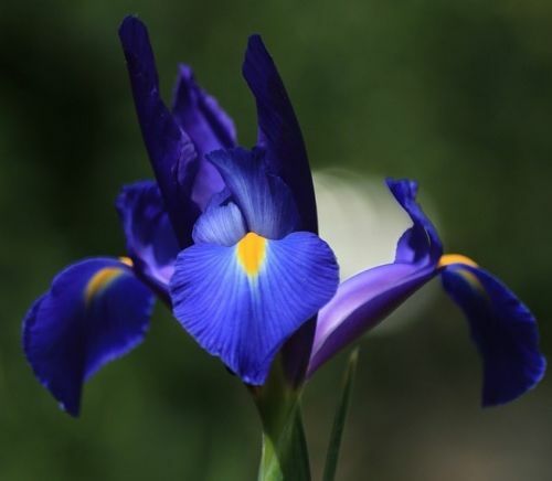 Blaue Iris Blumenzwiebeln robuste Blumen für Hecken Pflanzen Schwertlilie Mix