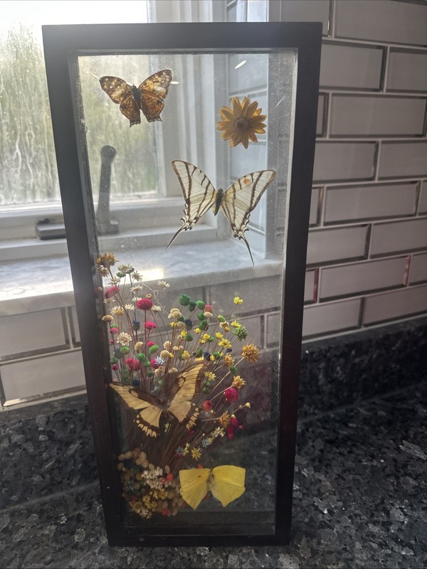 Framed Real Butterfly Specimens with Dried Flowers, Wood Glass Frame Dunston