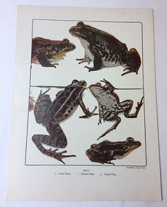 1946 7x9.5 print ~ FROGS ~ Green Frogs, Pickerel Frog, Striped Frog