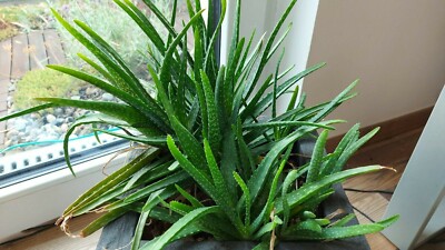Echte Aloe vera Barbadensis Miller - aus Gran canaria, Aleo, 100% Bio |  eBay.de