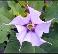 20x Datura Stramonium Seeds Purple Throat Jimsonweed Devils Trumpet Thorn