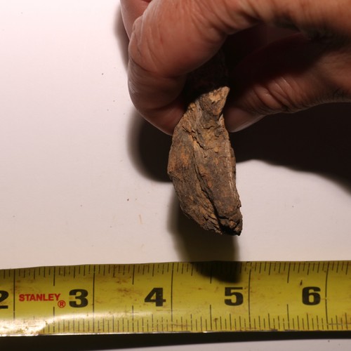 Dinosaur Rib Piece - Beautiful Fossil - Hell Creek Formation Cretaceous - Picture 10 of 10