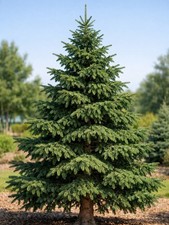 Norway Spruce Tree 2-3ft Tall Now Live Evergreen Tree Ready