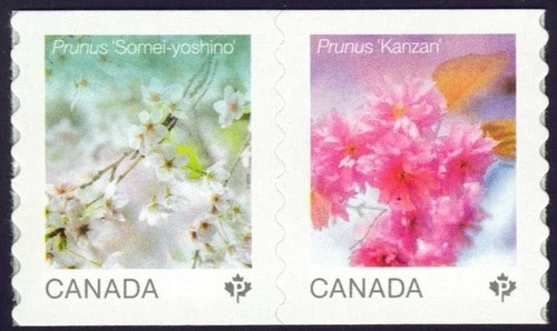 Canada sc#3530a Cherry Blossoms: Prunus "Somei-yoshino" & "Kazan", Mint-NH