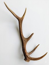 Superbe Bois De Cerf Decoration Viking Celte Vintage 