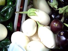 eggplant, WHITE CASPER, RARE HEIRLOOM, 25 SEEDS!* GroCo buy US, made in USA