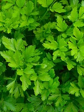 Giant of Italy Parsley Seed 500+ SEEDS NON-GMO--BUY 4 ITEMS FREE SHIPPING