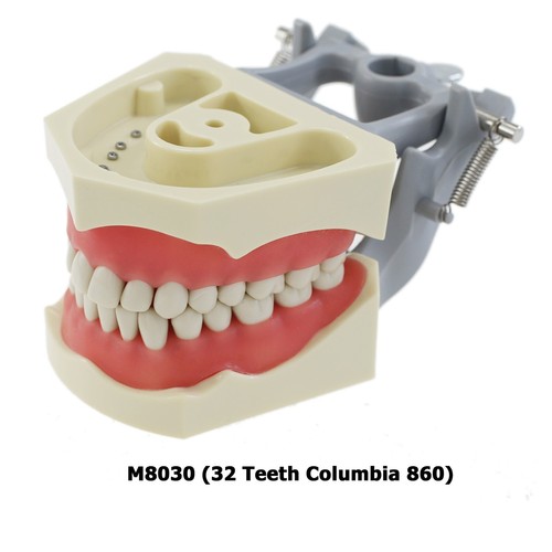 Columbia 860 Type Dental Typodont Model 32PCS Teeth Replacement Exam Pratice - Picture 2 of 22
