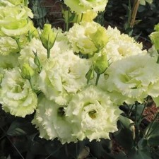 20 SEEDS green LISIANTHUS Prairie Gentian Eustoma flower bed plant USA Seller