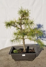 Deodar Cedar Bonsai