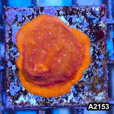 Item#A2153IN2153(S) WYSIWYG Orange Leptoseris Frag