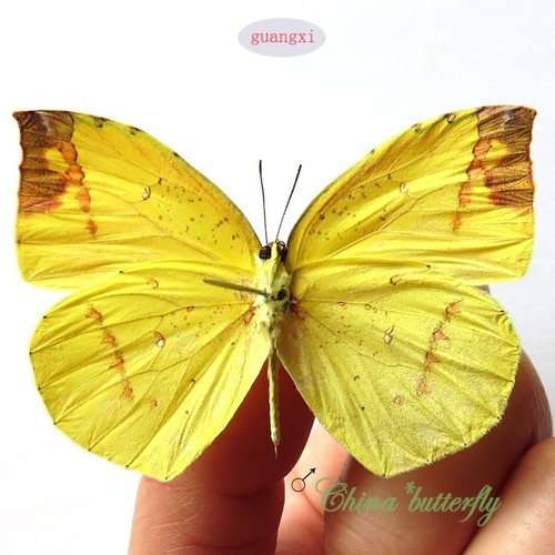 2 PCS unmounted butterfly Dercas nina f. spaneyi yellow / orange CHINA
