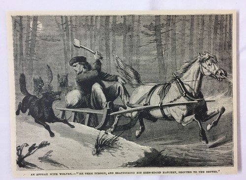 1880 magazine engraving ~ WOLVES ATTACKING MAN on Sled