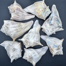 Whelk Shell Knobbed 4-5 inch Cream White Grey Lowcountry SC Lot of 8