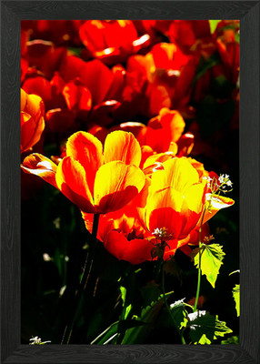 Sunlit Red Tulup Flowers Framed Wall Art Poster Canvas Print Picture