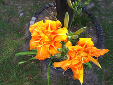 5 Orange Day Lilies Double Flower Petals Hardy Bare Root