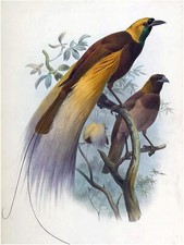 Birds Paradise Tropical D. Elliot Tile Mural Kitchen Backsplash Marble Ceramic