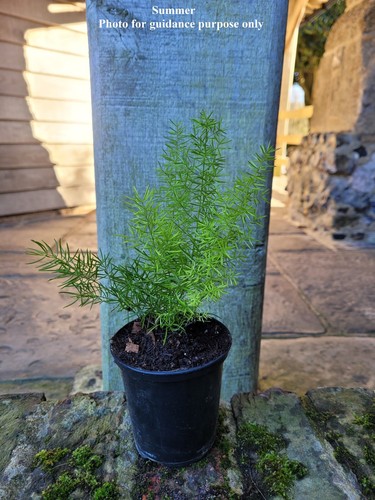Asparagus Myersii Foxtail Fern 9cm Pot Reliably root hardy Z9 Outdoor Grown - Picture 2 of 3