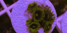 Blueberry Zoa; wysiwyg Nice Healthy Frag With ~ 8 Polyps