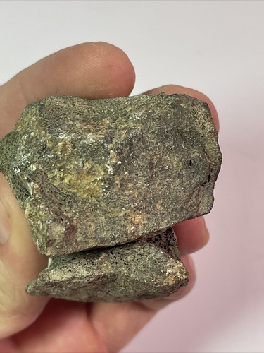 Dinosaur Fossil Believe to be (T-Rex) Late Cretaceous period - Picture 8 of 8