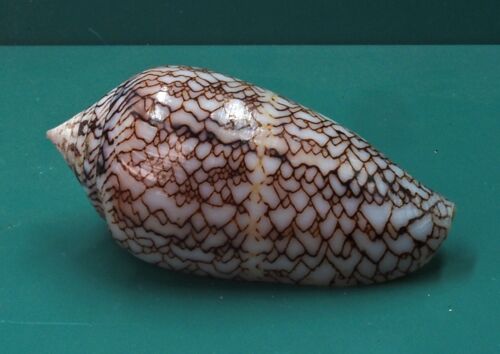 Conus Scriptus 49.3 Tulear Madagaskar AUSGEWÄHLT - Bild 2 von 4