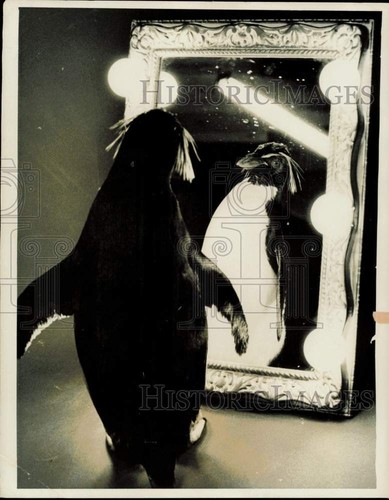 1977 Press Photo Penguin Bruno Looking in Mirror, Busch Gardens, California - Picture 1 of 2