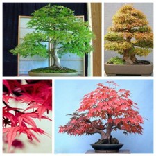 1 paquete de 20 semillas de arce árbol de arce árbol de bonsái ornamental