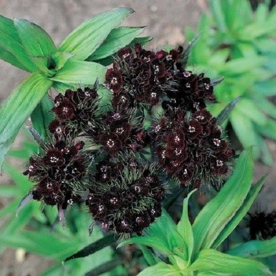 PERENNIAL SWEET WILLIAM DIANTHUS BARBATUS WEE WILLIE FLOWER SEEDS MIX 40