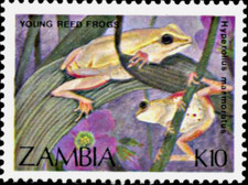 Zambia #SG570 MNH 1989 Frogs Marbled Reed 465