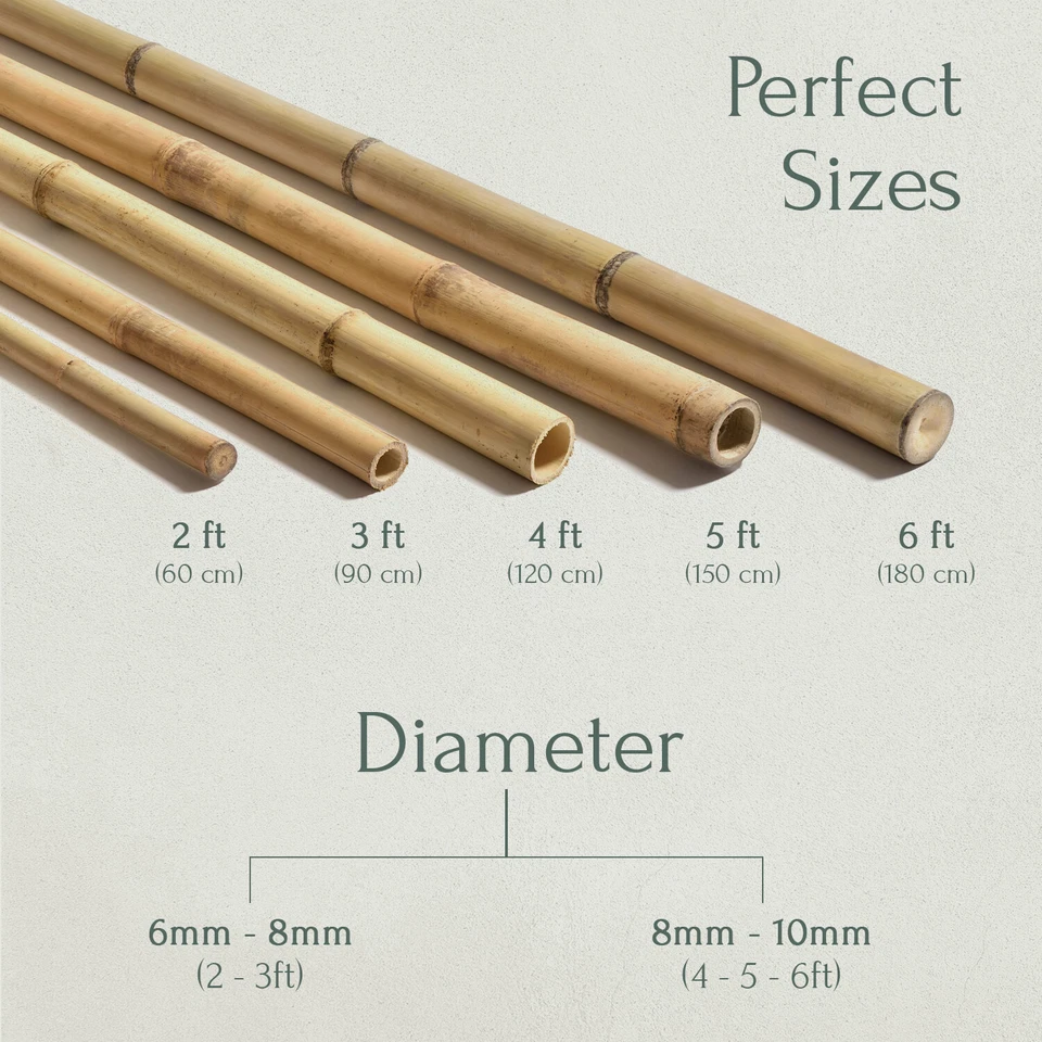 2ft - 6ft Strong Thick Heavy Duty Bamboo Canes Garden Flower Plant Support Stick - Image 2 of 4