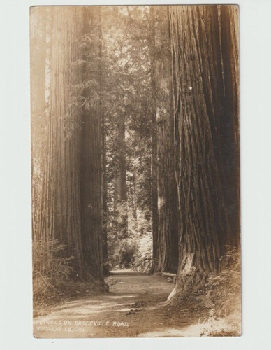 RPPC ~ Redwoods Humboldt Co CA ~ Bowman echtes Foto Postkarte 1913