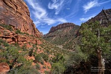 Left Fork of North Creek #1 Zion National Park Utah Poster Photo Print ZP06