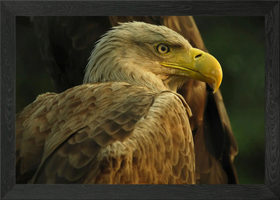 Portrait Adler gerahmtes Wandbild Poster Leinwanddruck Bild