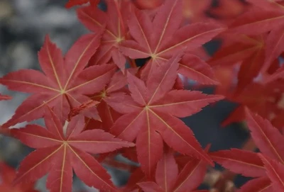 Acer palmatum 'Shindeshojo' Japanese Maple Bonsai FREE EXPRESS POST - image 1 of 4