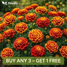 French Marigold Spanish Brocade Seeds 300 | Tagetes Patula nana