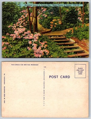 Pocono Mountains Mountain Laurel ''State Flower of Penna'' Colourpicture Postcard