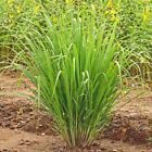 Lemongrass Seeds Mosquito Repellant Organic Nongmo Edible Herb Garden Grass Heir