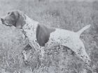 * German Shorthaired Pointer - Custom Matted - Dog Art "Photo Print" - 1964
