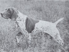  German Shorthaired Pointer - CUSTOM MATTED - Dog Art "Photo Print" - 1964