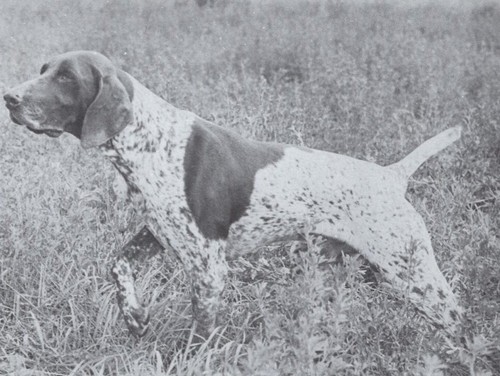 * German Shorthaired Pointer - CUSTOM MATTED - Dog Art "Photo Print" - 1964