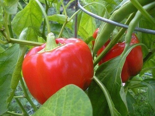 Pepper Sweet Seeds - Huge Selection of Varieties - Picture 6 of 17