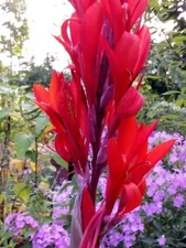 3 RED CANNA LILY TUBERS GREEN FOLIAGE