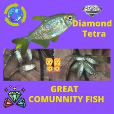 GREAT 5 DIAMOND TETRA UNSEXED